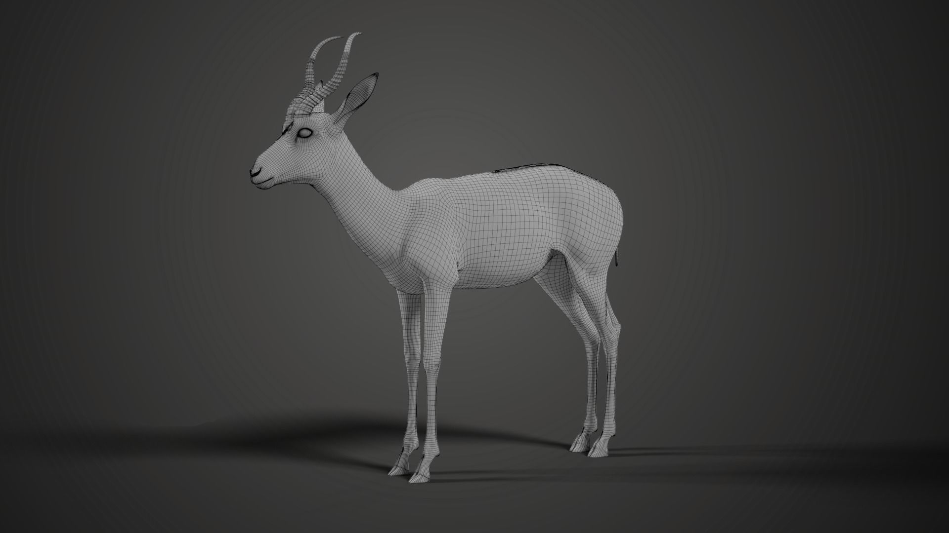 Springbok Animated 3D model_15