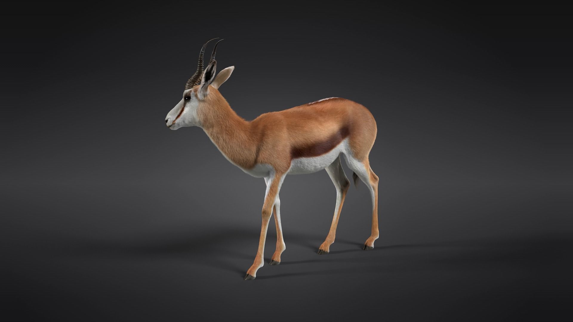 Springbok Animated 3D model_12