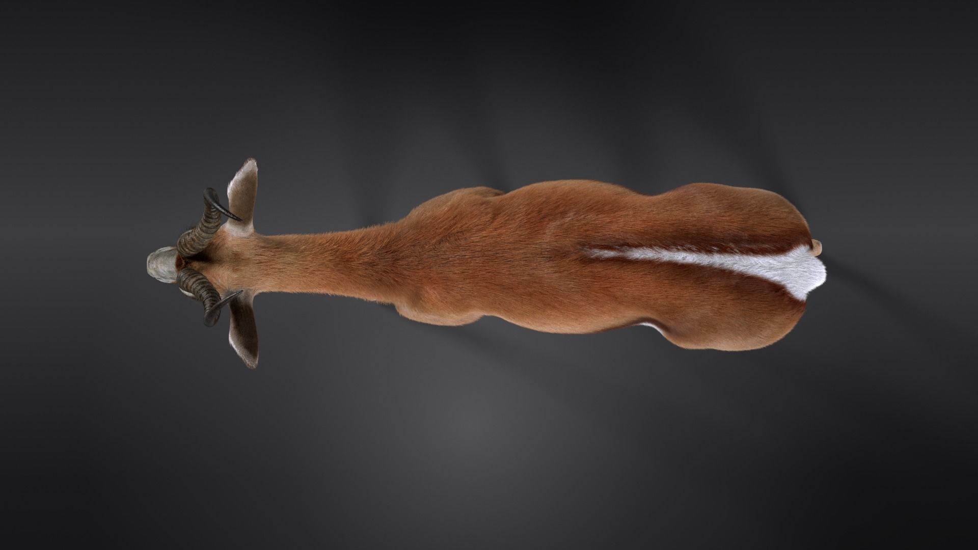 Springbok Animated 3D model_9