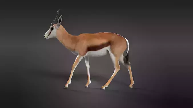 Springbok Animated 3D model