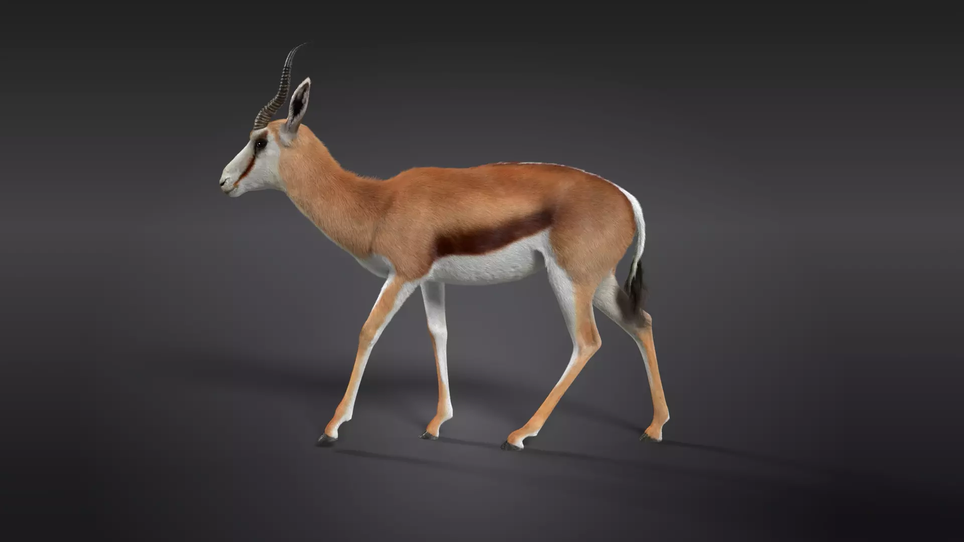 Springbok Animated 3D model_0