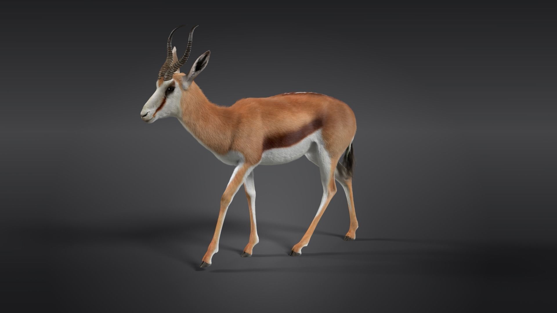 Springbok Animated 3D model_7