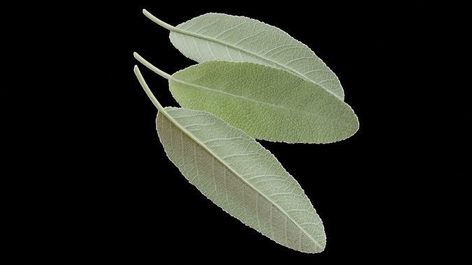Sage leaf 3D model