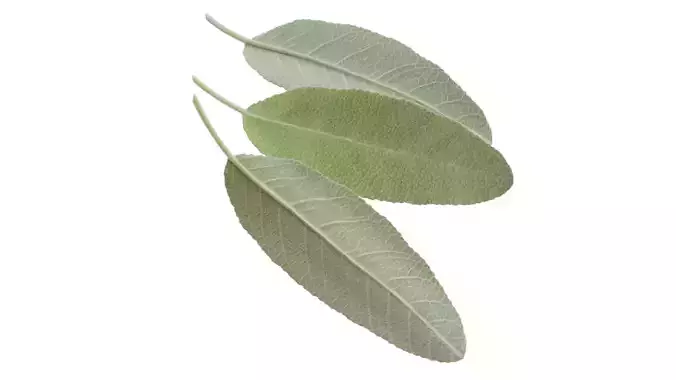 Sage leaf
