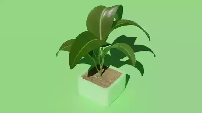 plant in a pot