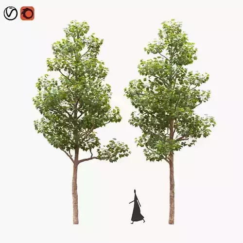 Pollarded London planetree 11m 3D model