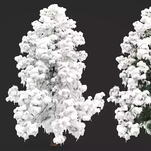 Alaska Cedar-Snow Winter tree collection 1 tree in the scene