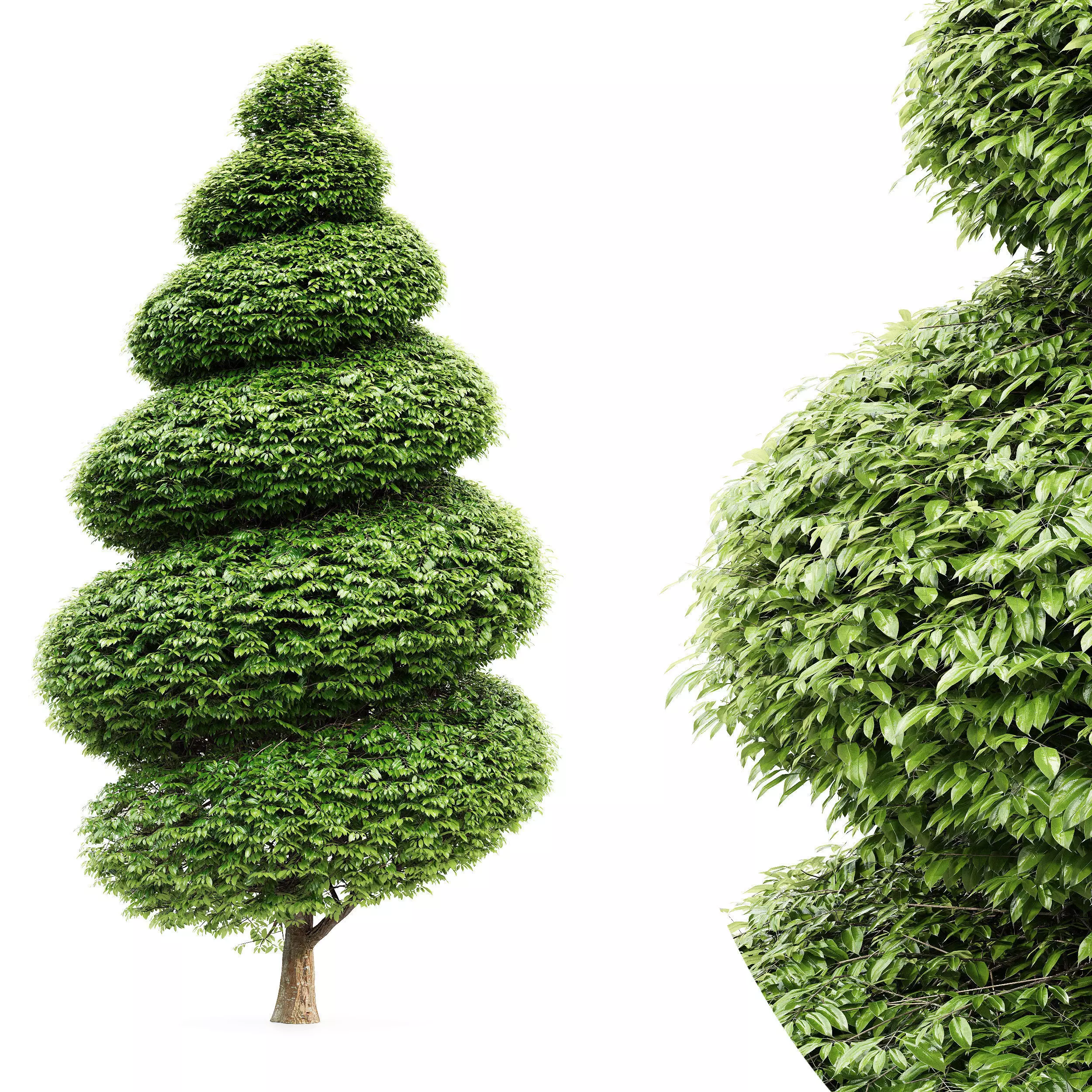 Burford Holly Spiral Topiary collection 1tree in the scene 3D model_0