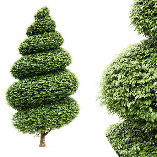Burford Holly Spiral Topiary collection 1tree in the scene 3D model