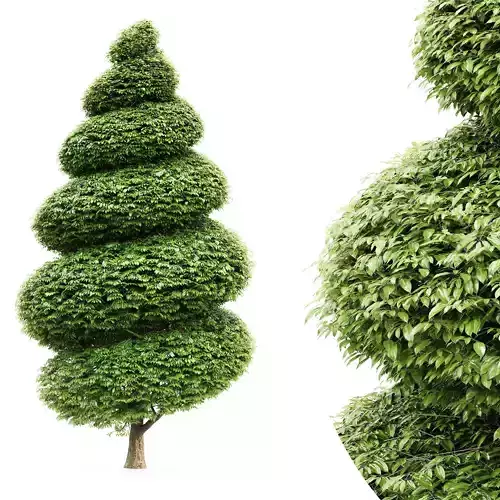 Burford Holly Spiral Topiary collection 1tree in the scene 3D model