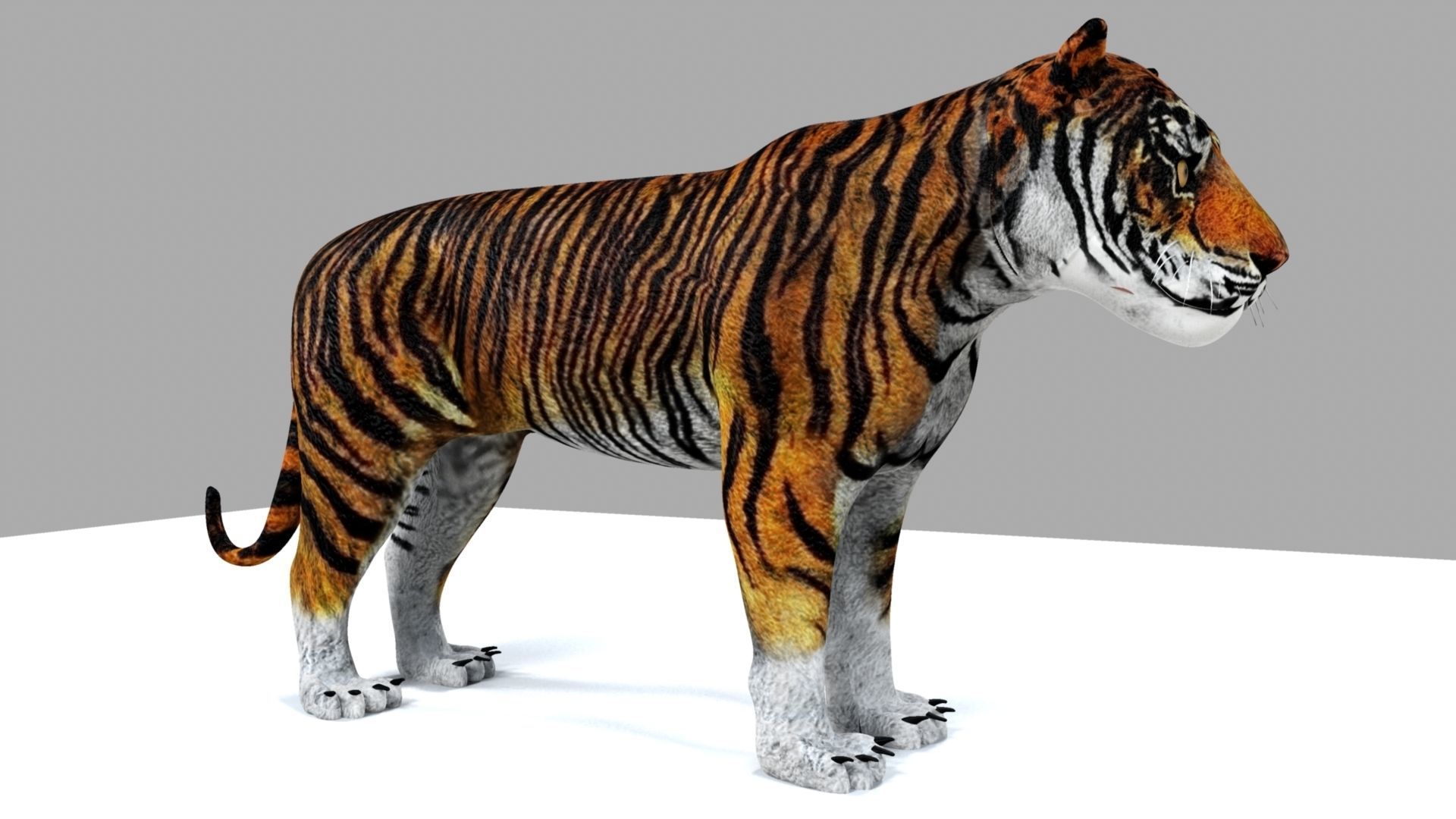 Royel Bengal Tiger 3D model_2