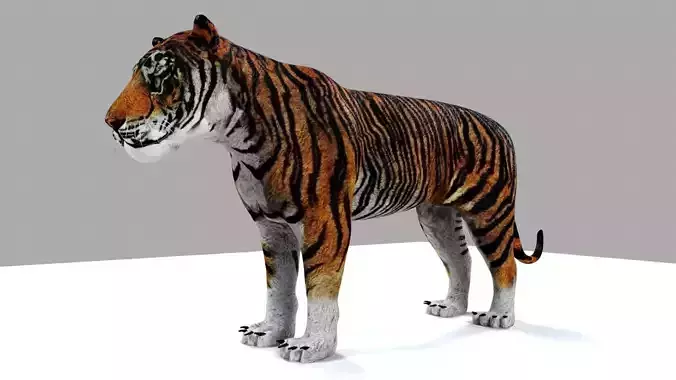 Royel Bengal Tiger