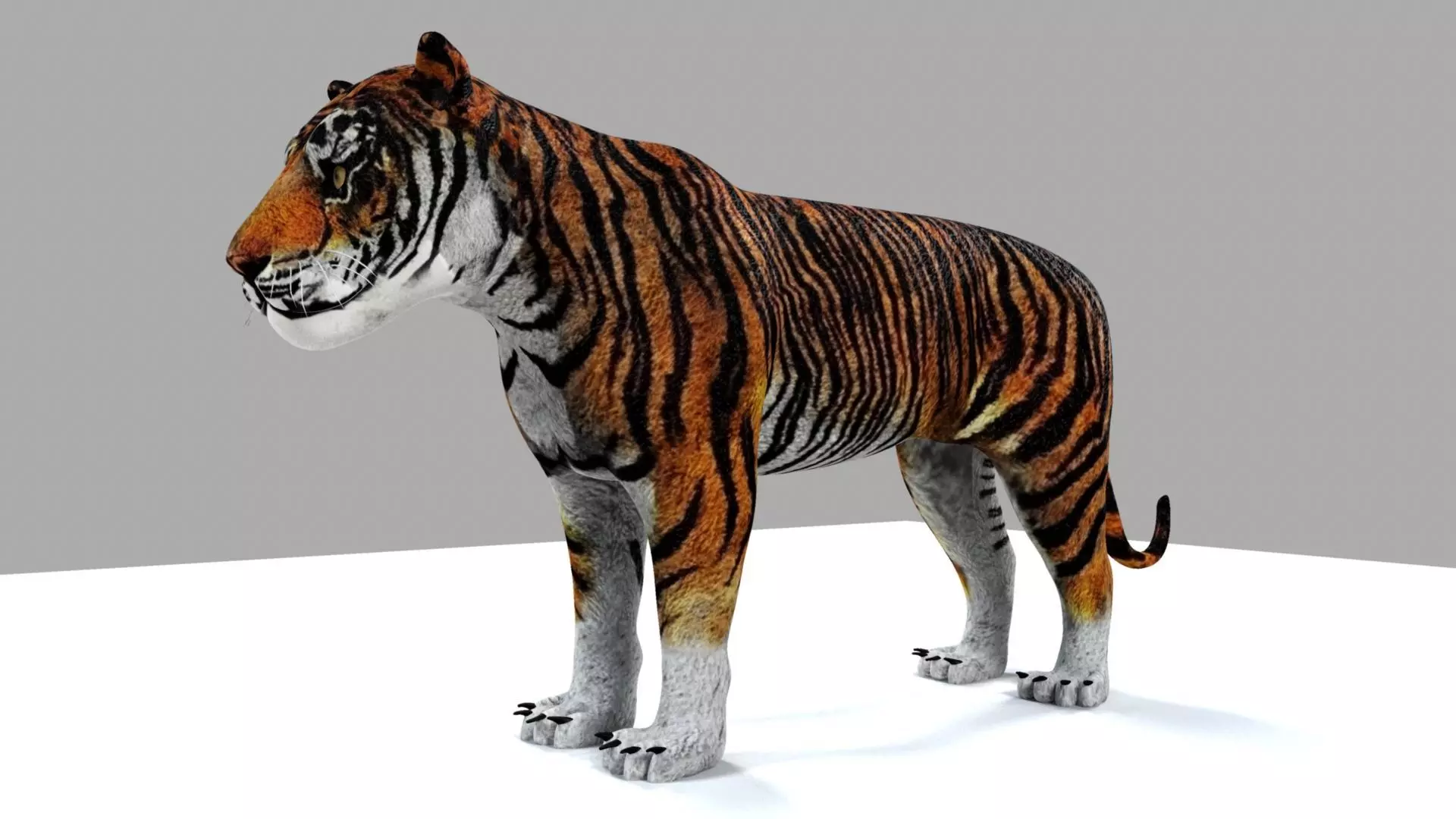Royel Bengal Tiger 3D model_0