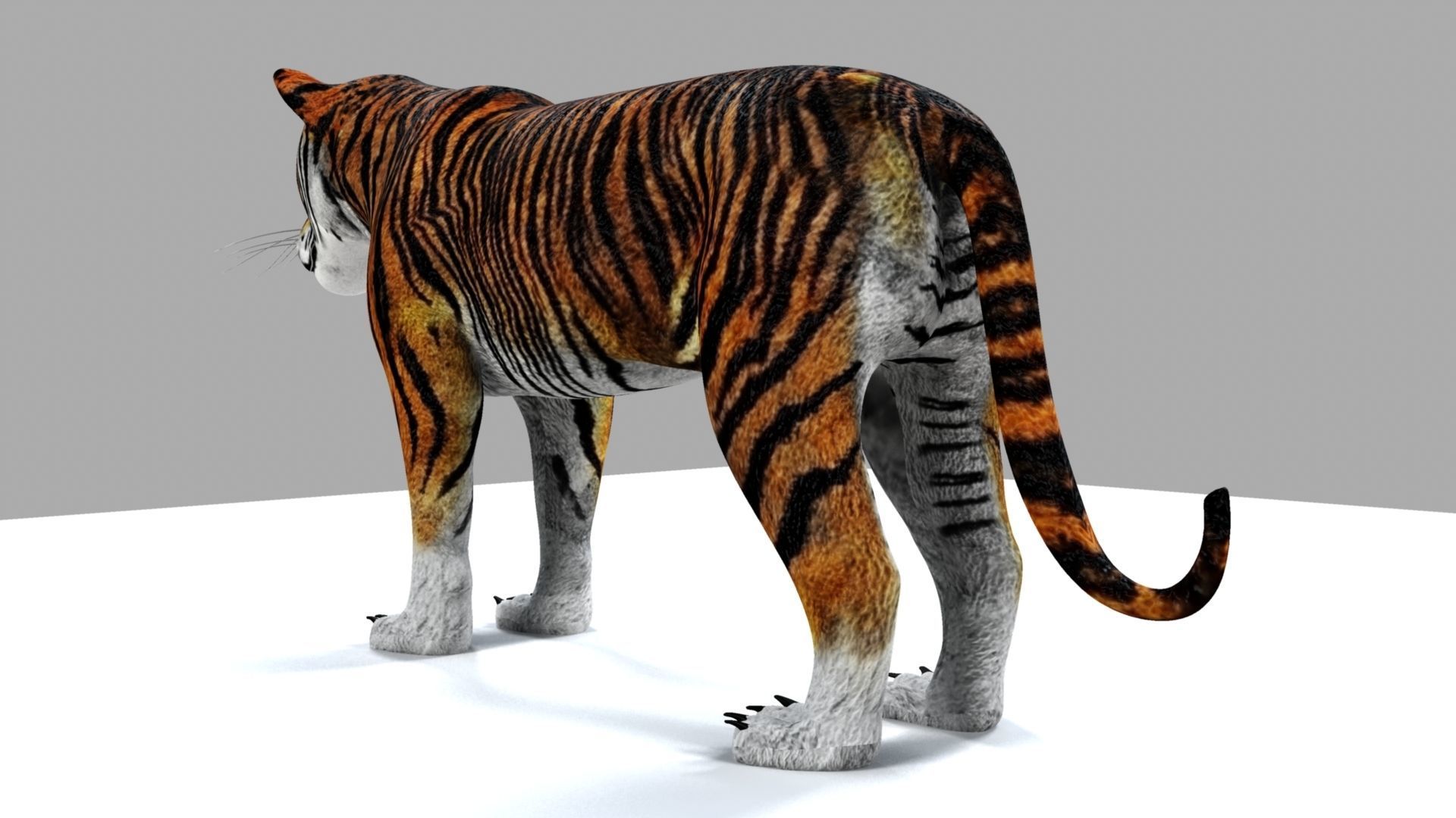 Royel Bengal Tiger 3D model_17