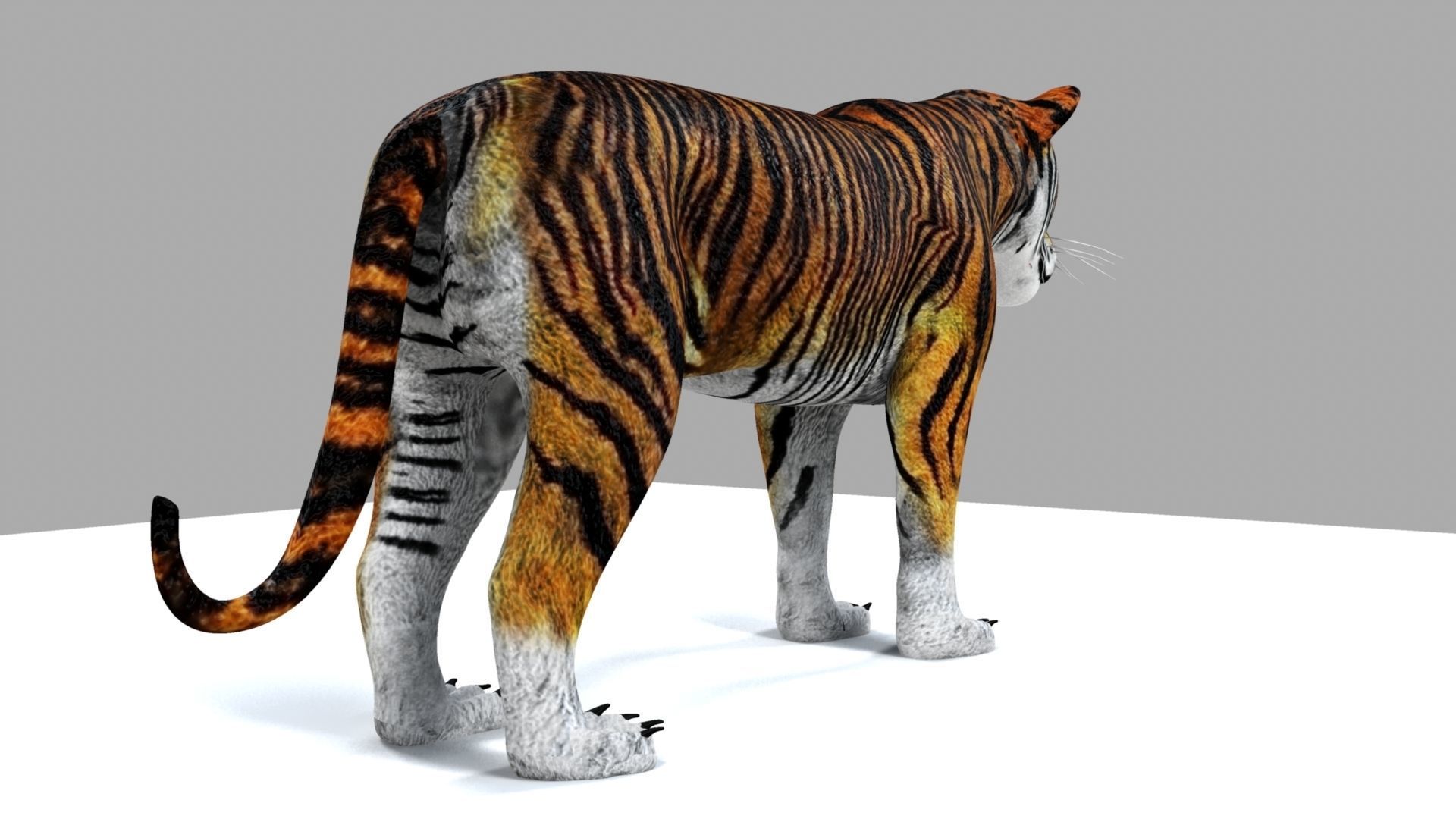 Royel Bengal Tiger 3D model_14