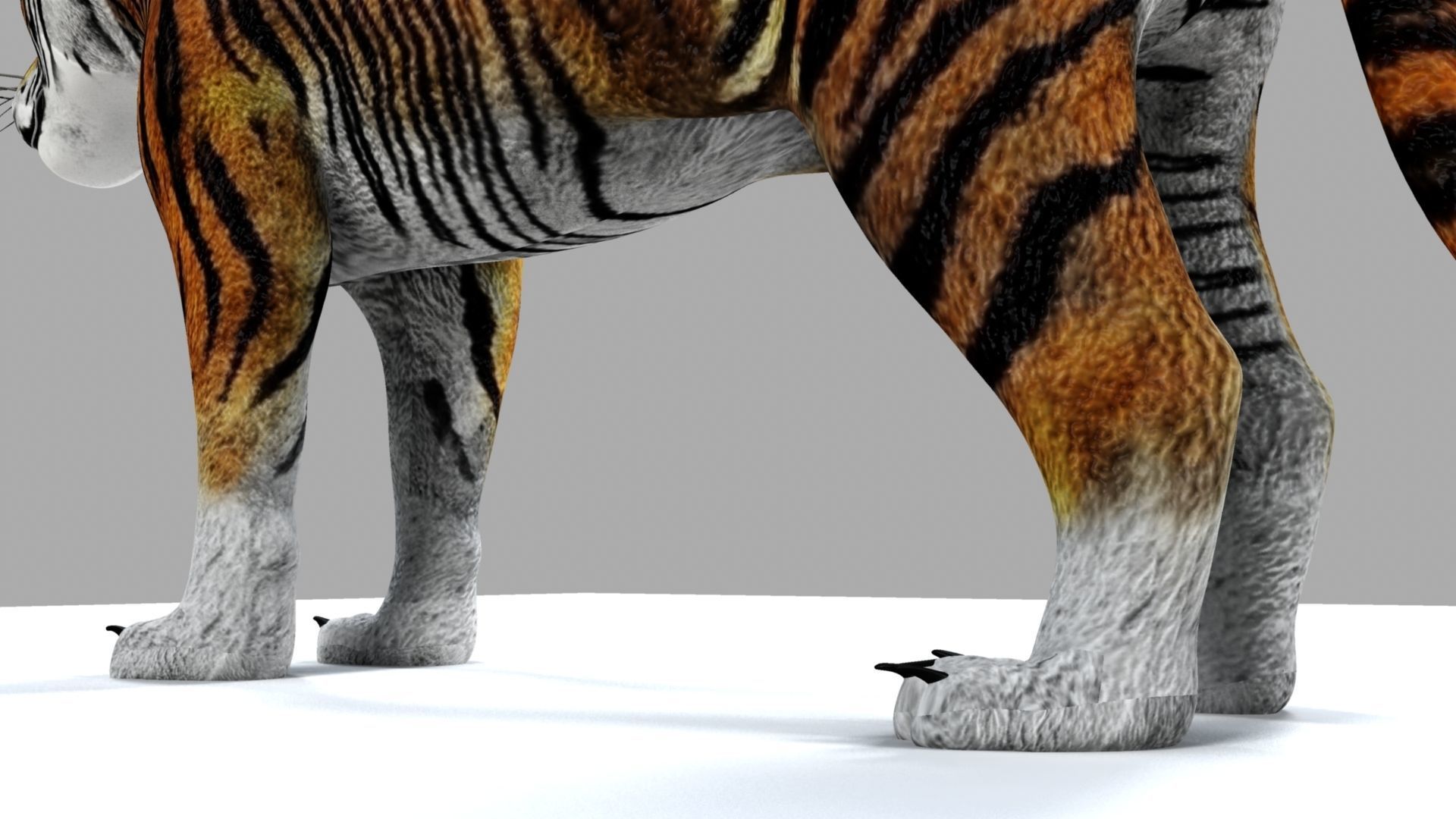 Royel Bengal Tiger 3D model_16