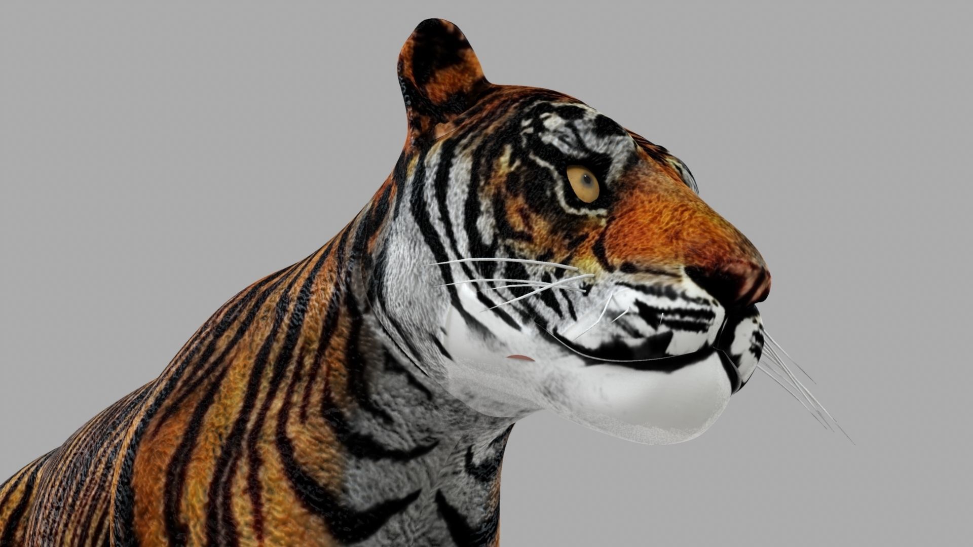 Royel Bengal Tiger 3D model_9