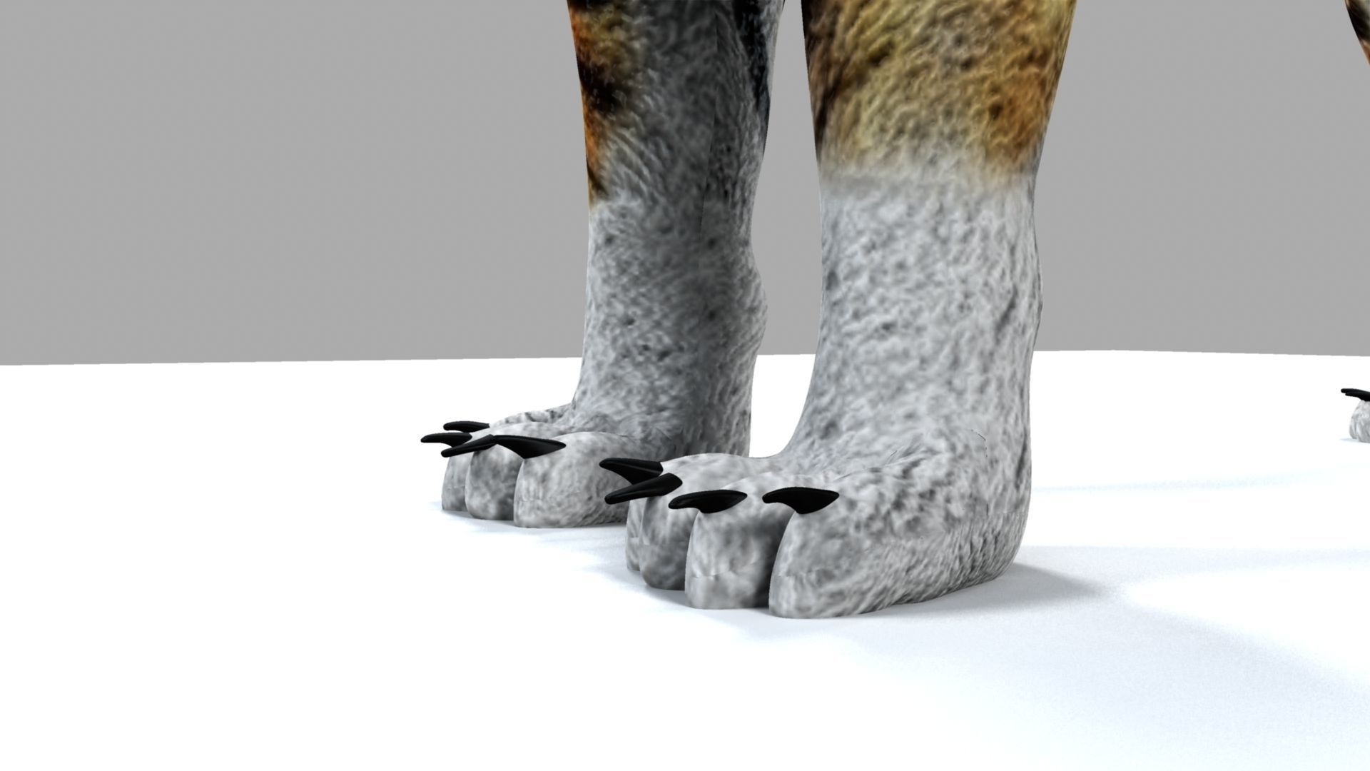 Royel Bengal Tiger 3D model_8
