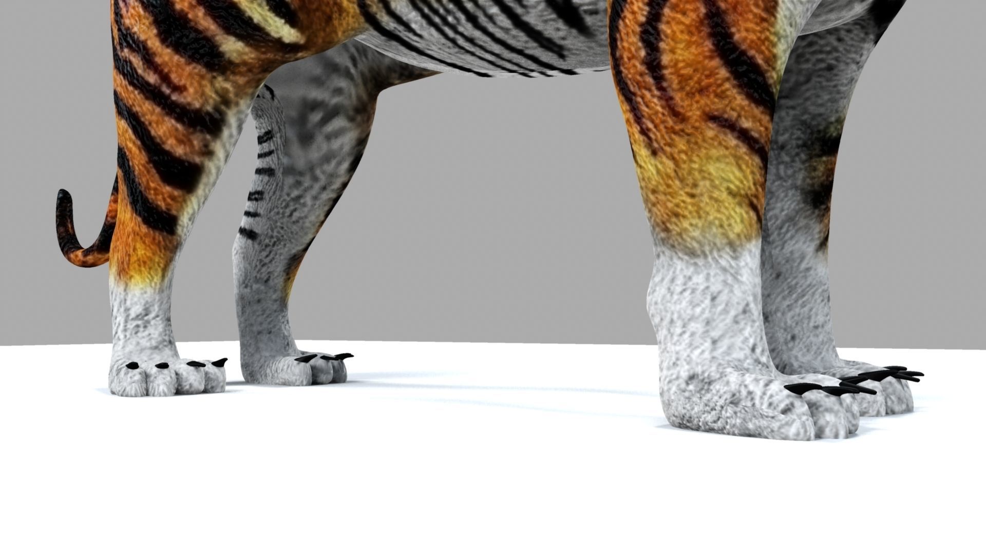 Royel Bengal Tiger 3D model_7
