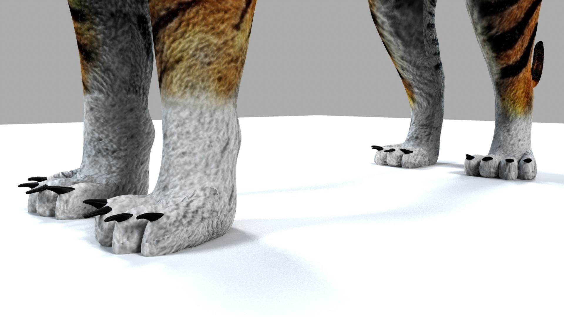 Royel Bengal Tiger 3D model_6