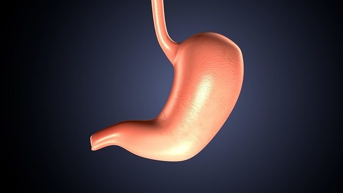 3d rendered of human stomach system 3D model