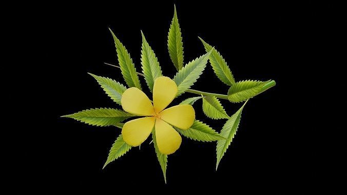 Damina flower 3D model