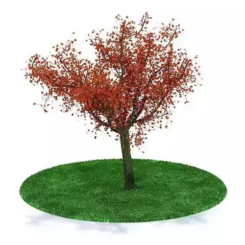 Colourful Autumn Tree