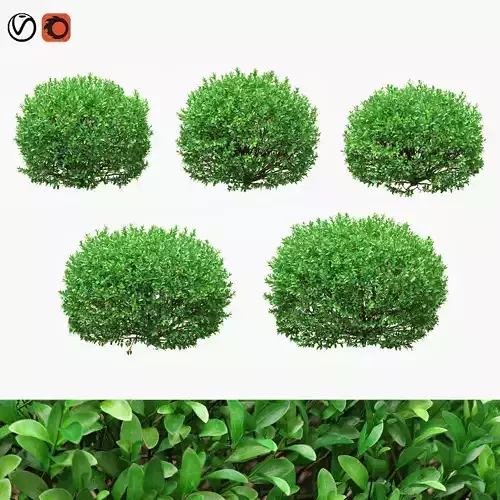 Boxwood balls 52 - 62cm  3D model
