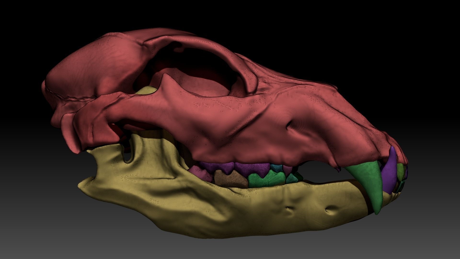 Lion Skull Sculpt Project 3D model_8