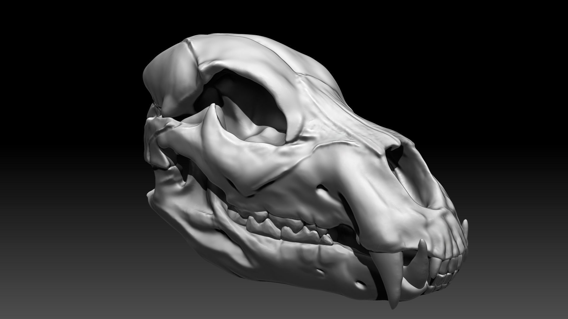 Lion Skull Sculpt Project 3D model_2