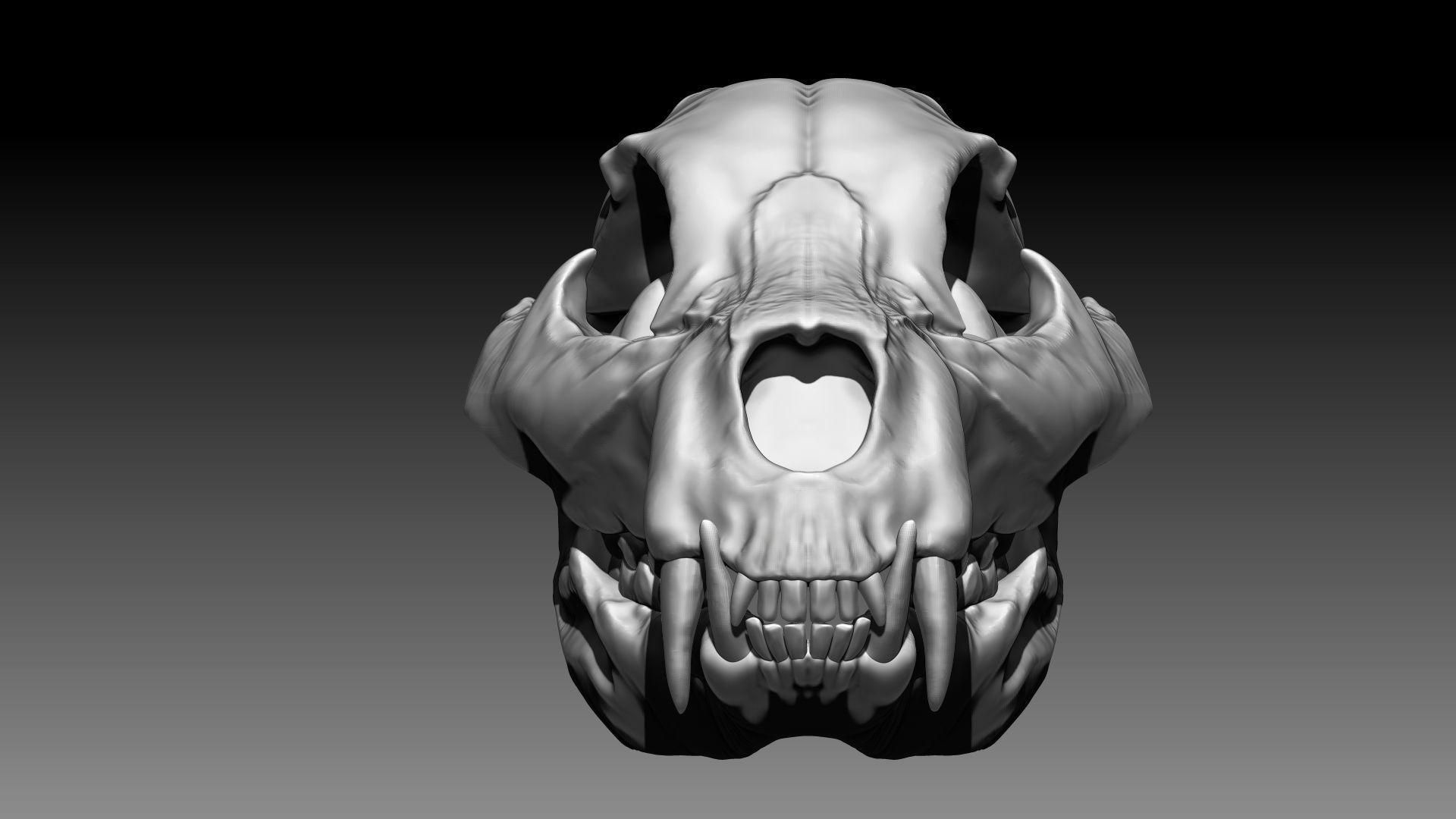 Lion Skull Sculpt Project 3D model_9