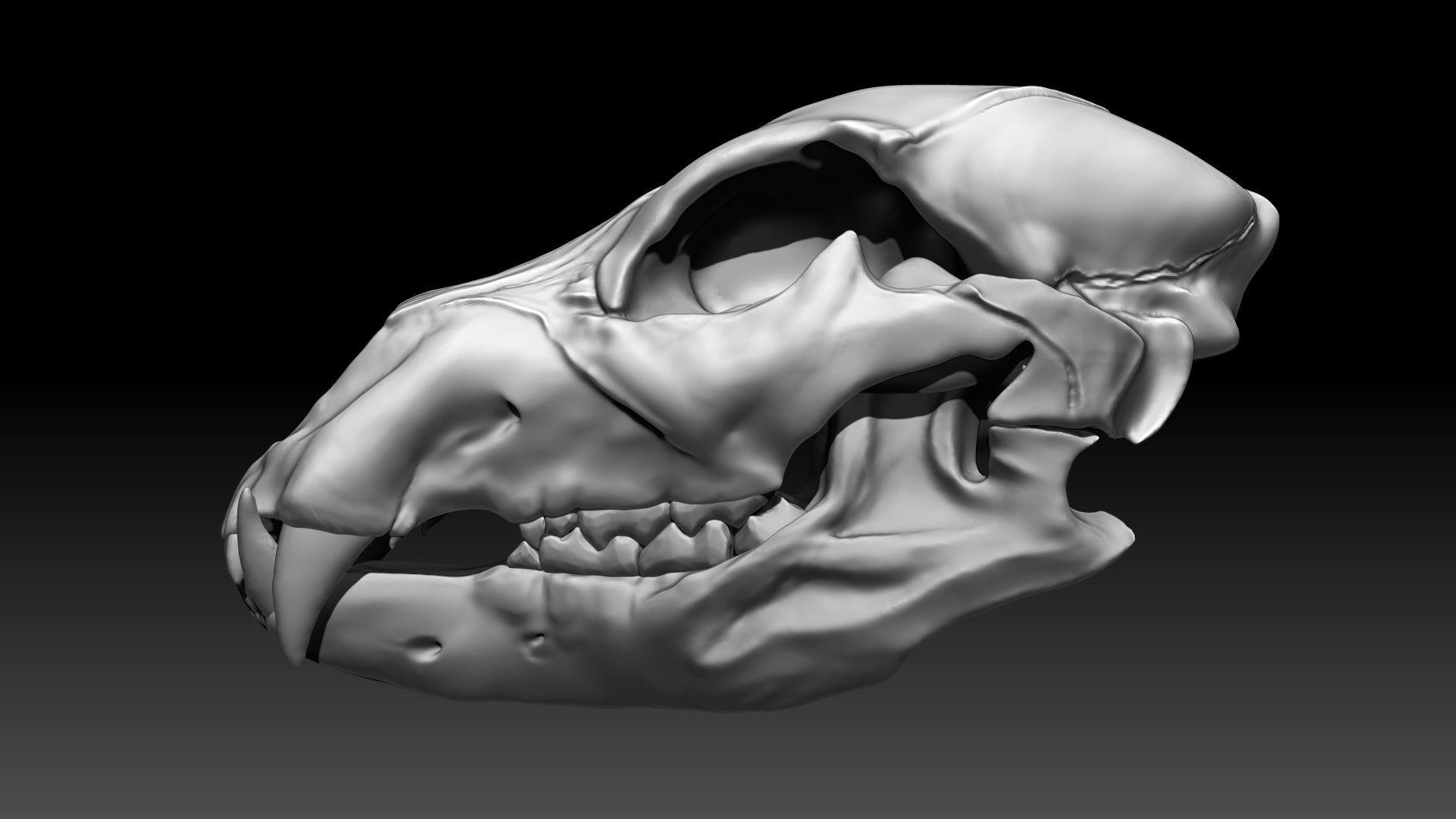 Lion Skull Sculpt Project 3D model_4
