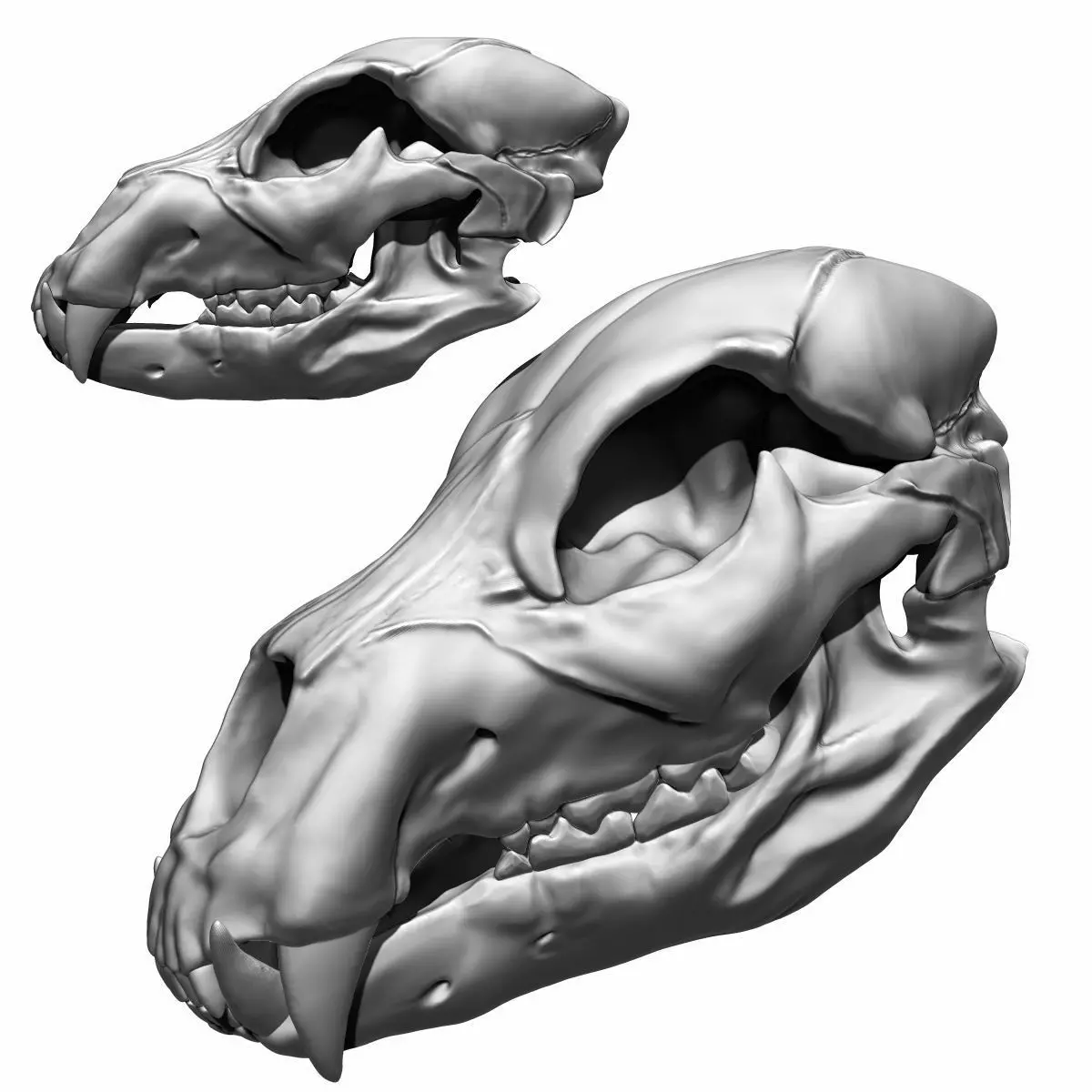 Lion Skull Sculpt Project 3D model_0