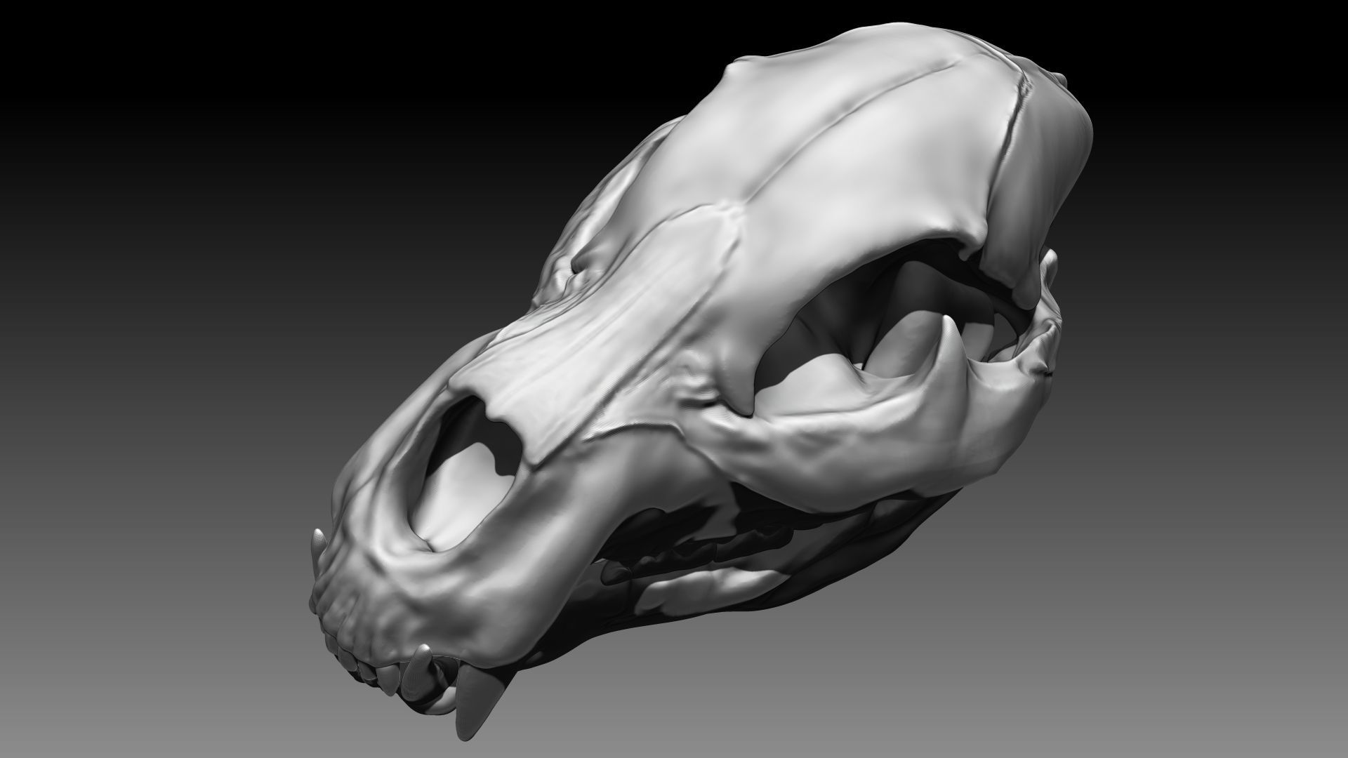 Lion Skull Sculpt Project 3D model_5