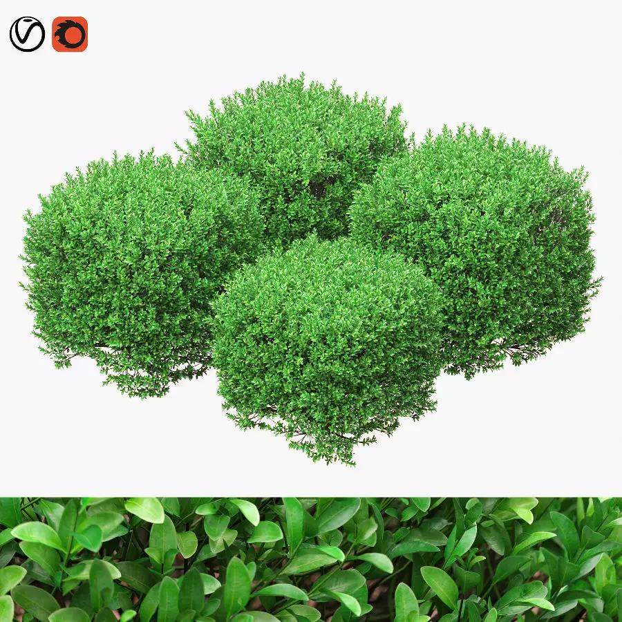 Boxwood cubes 84 - 105cm high 3D model_0