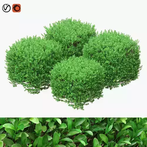 Boxwood cubes 84 - 105cm high 3D model