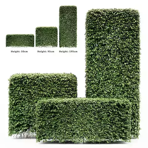 Dwarf Yaupon Holly - Box tree collection 3 trees in the scene 3D model