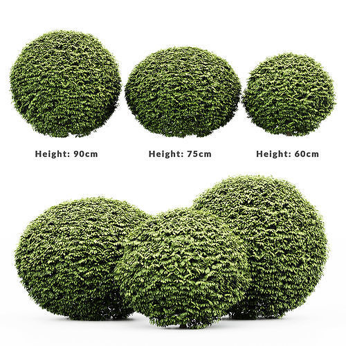 Dwarf Yaupon Holly Shrubs collection 3 Shrubs in the scene 3D model