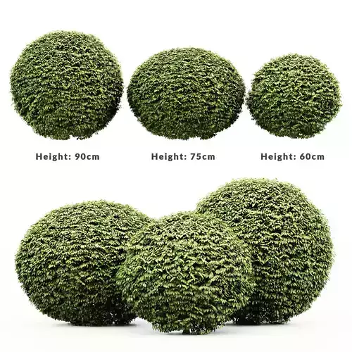 Dwarf Yaupon Holly Shrubs collection 3 Shrubs in the scene 3D model