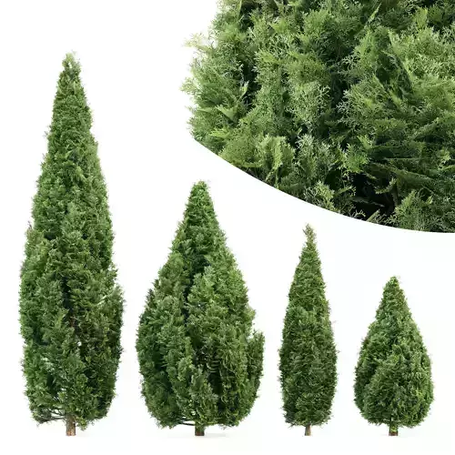 Rocky Mountain Juniper tree collection 4 trees in the scene 3D model