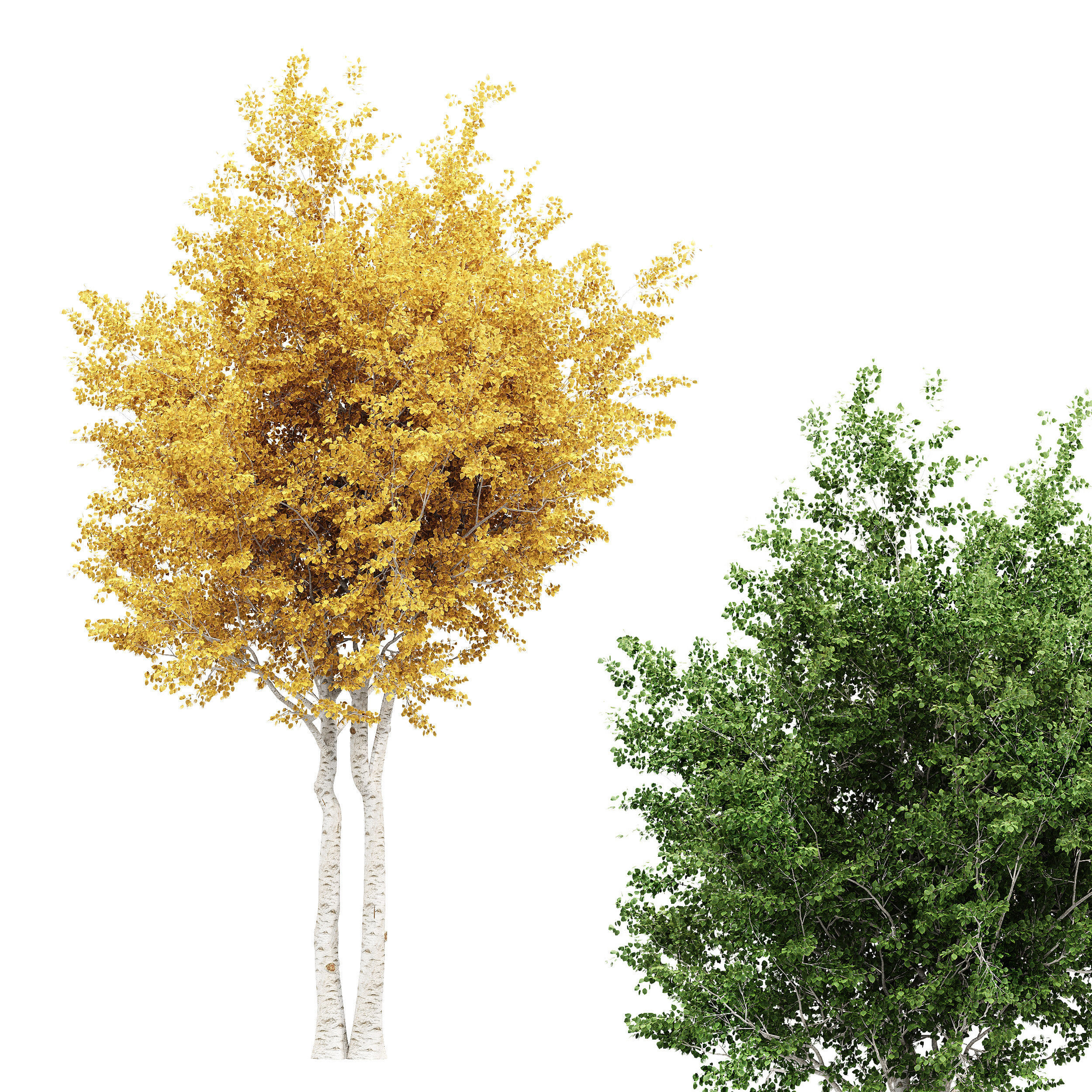 Silver Birch AVATAR tree collection 2 trees in the scene Free 3D model_1