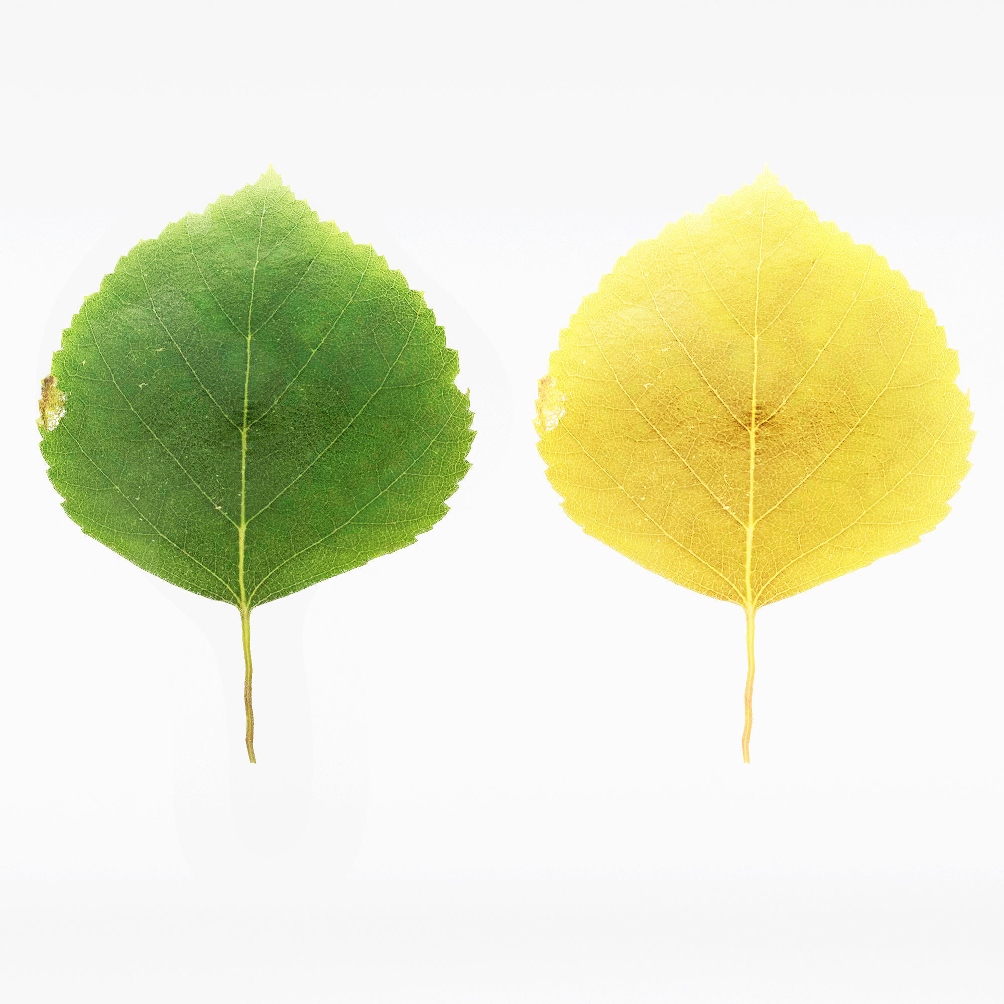 Silver Birch AVATAR tree collection 2 trees in the scene Free 3D model_3