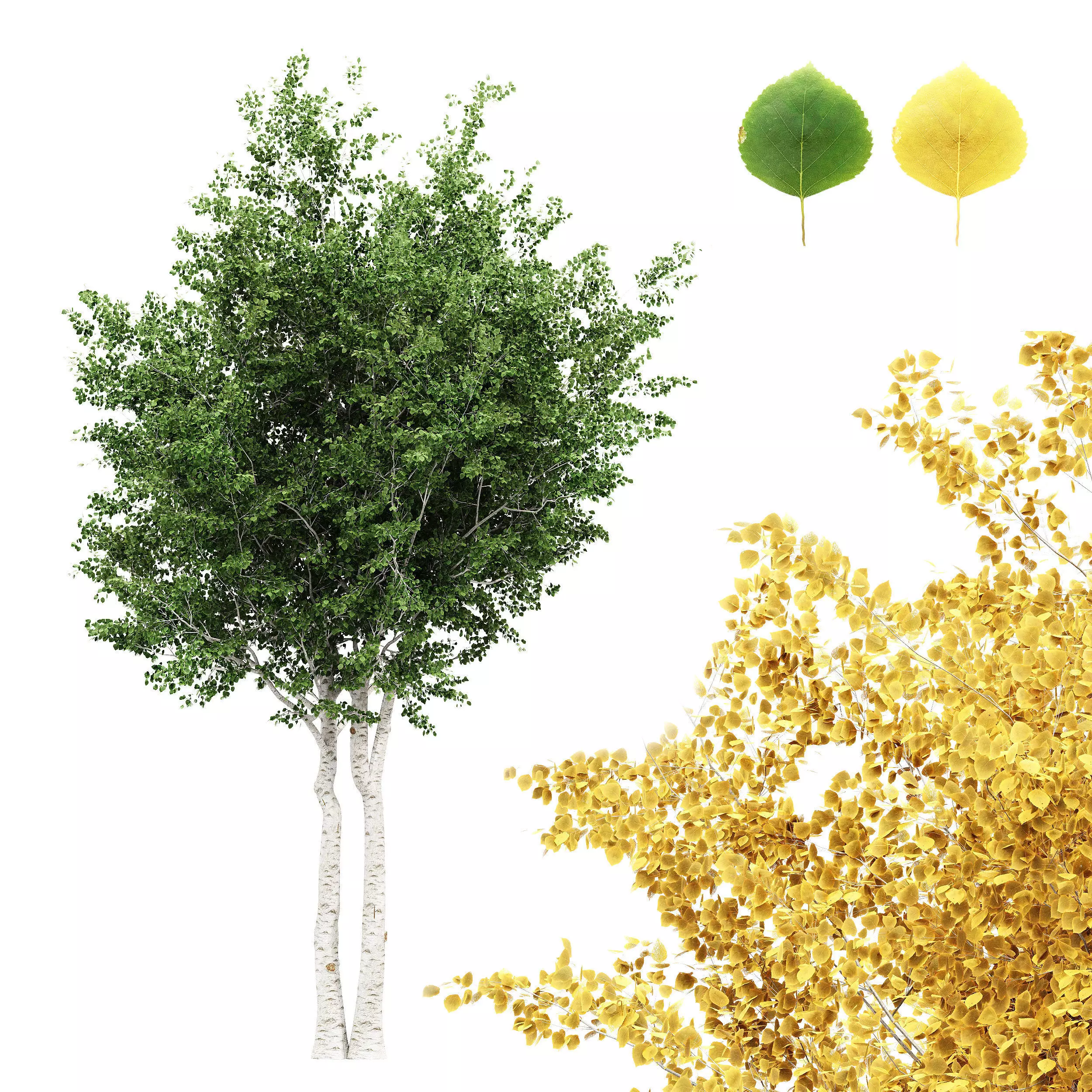 Silver Birch AVATAR tree collection 2 trees in the scene Free 3D model_0