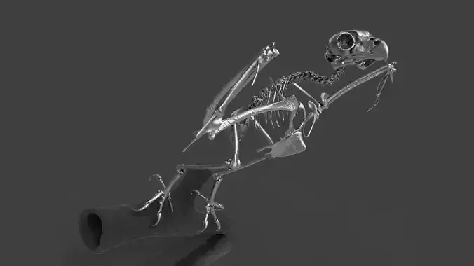 Silver Metal Owl Skeleton for Art Visualization Project 3D model