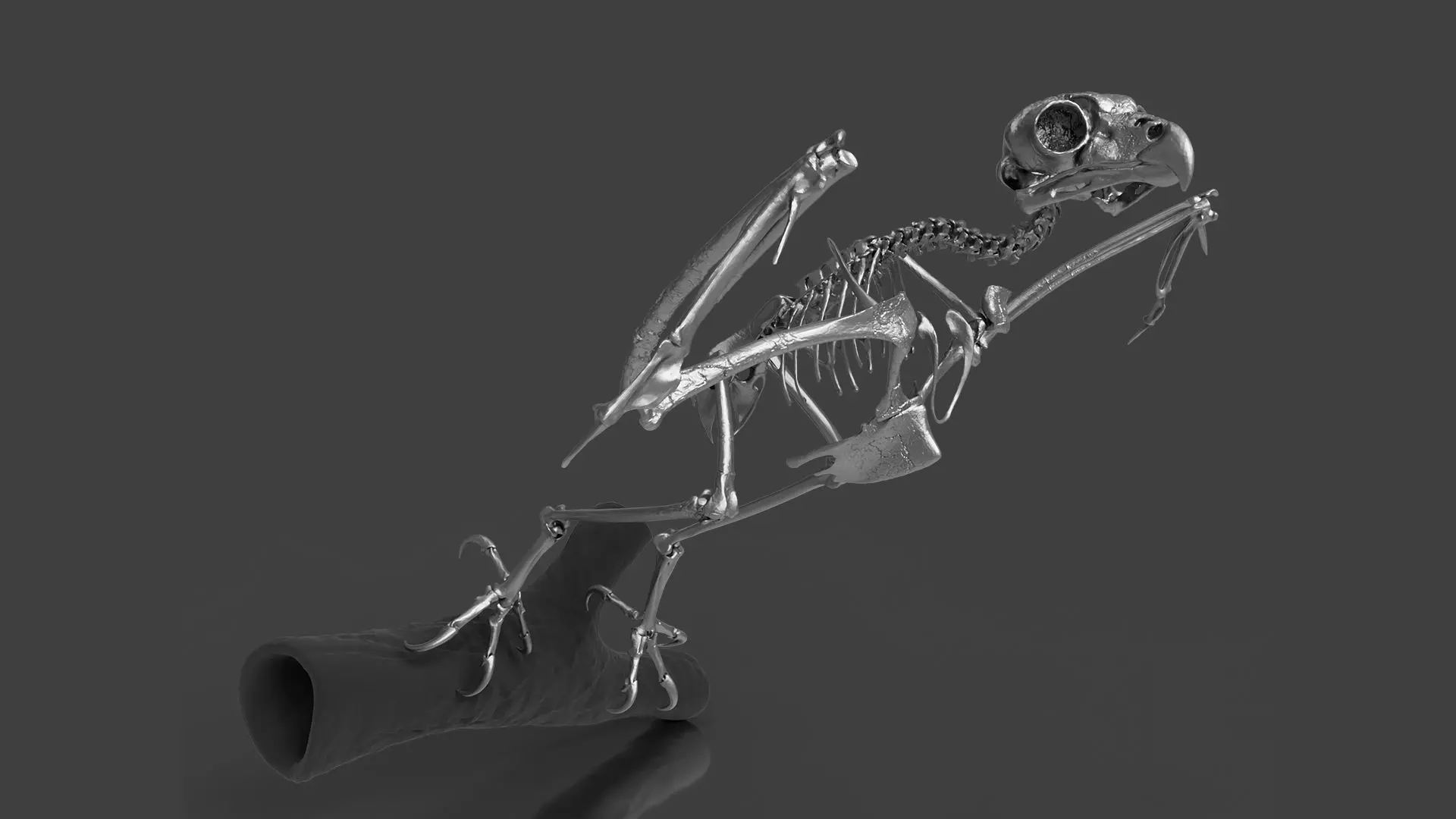 Silver Metal Owl Skeleton for Art Visualization Project 3D model_0