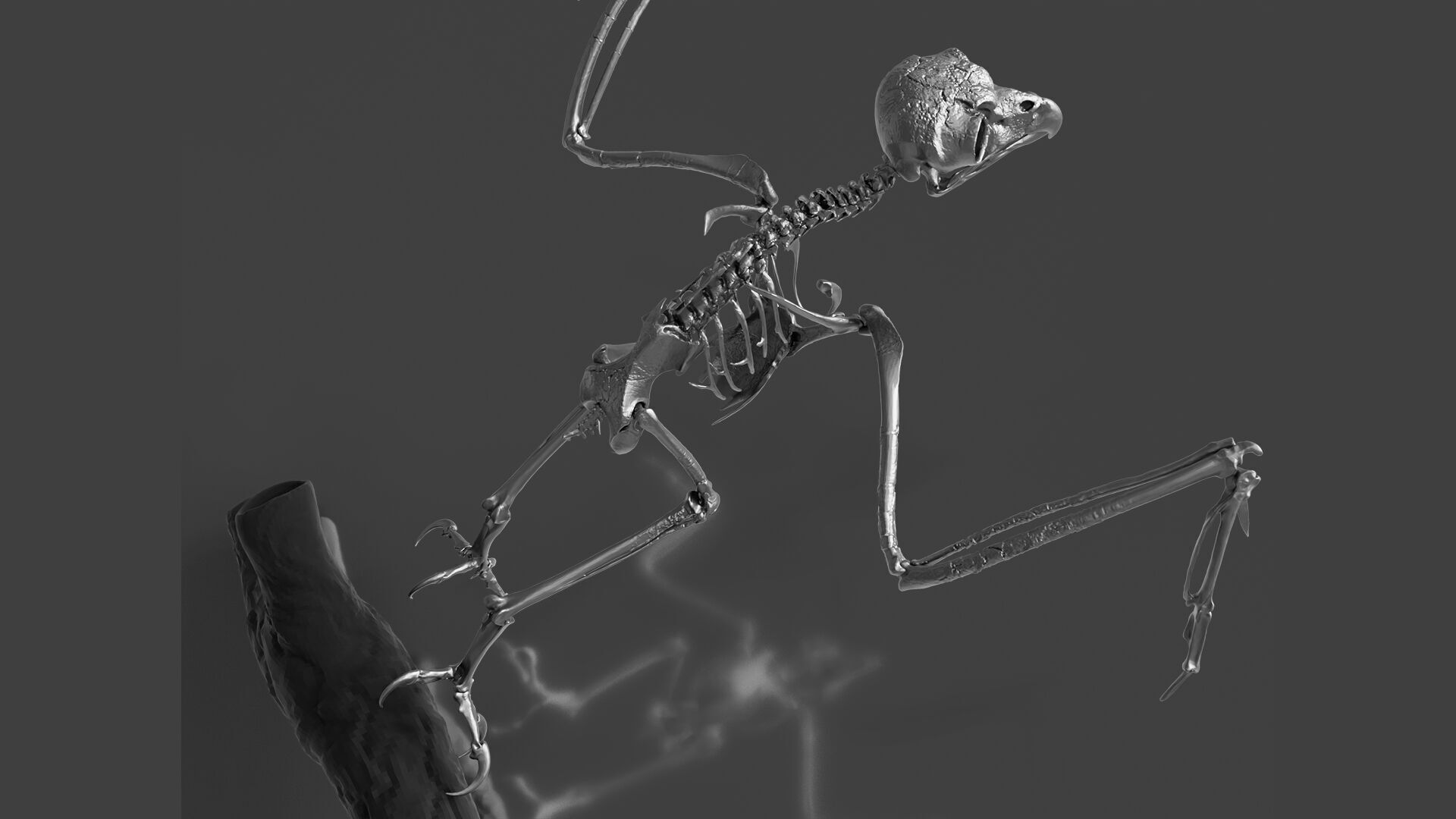 Silver Metal Owl Skeleton for Art Visualization Project 3D model_2