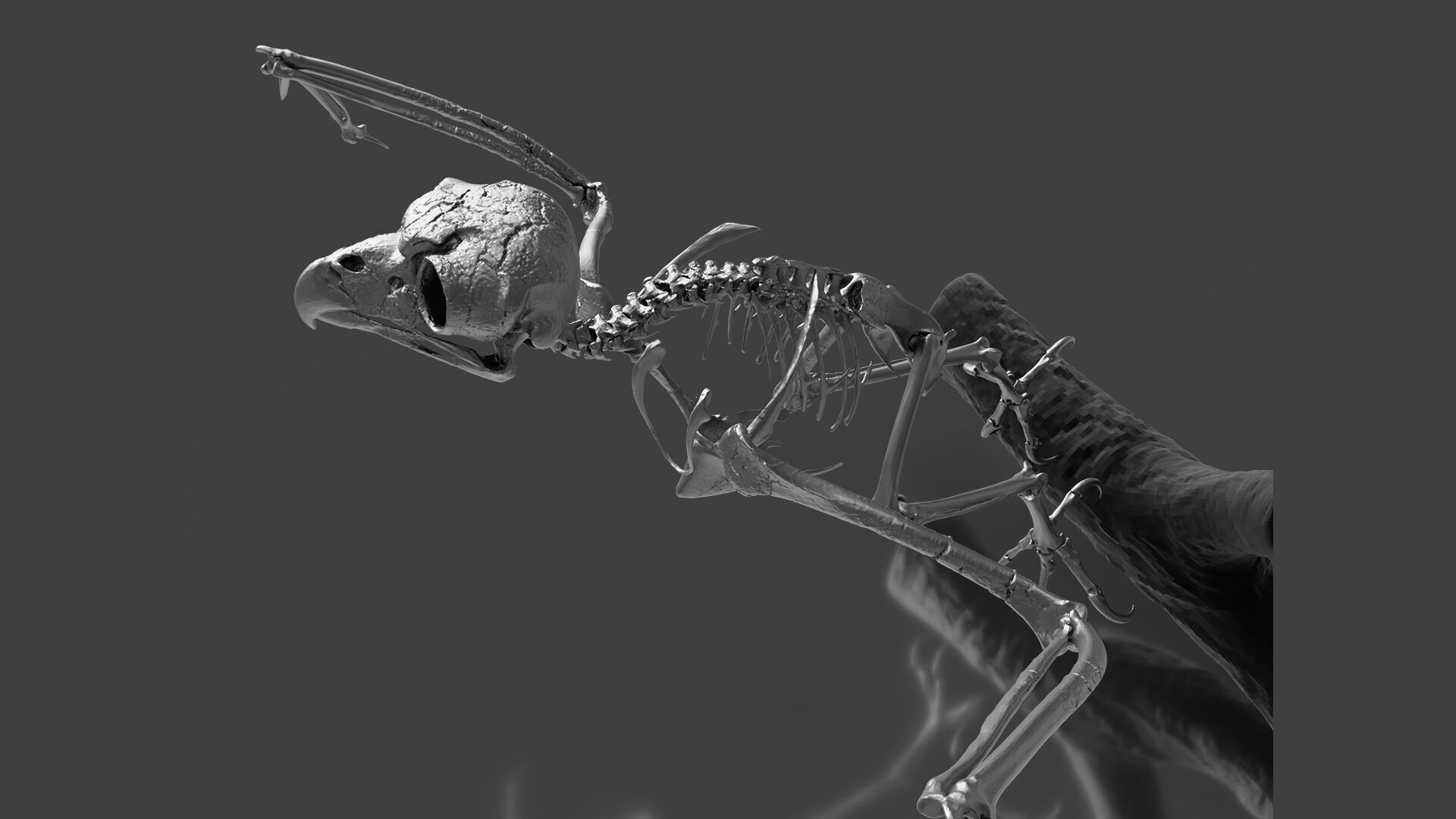 Silver Metal Owl Skeleton for Art Visualization Project 3D model_4