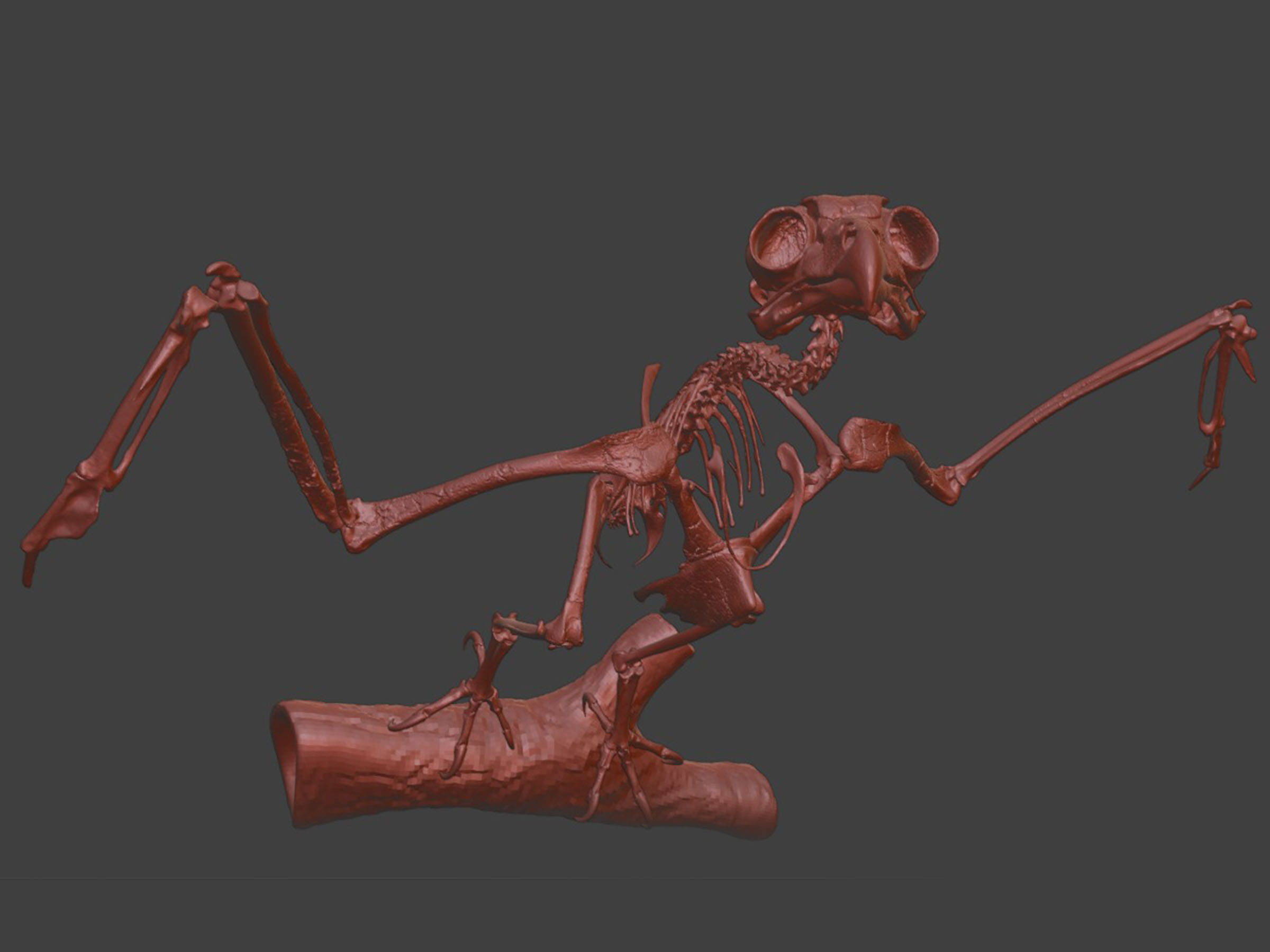 Silver Metal Owl Skeleton for Art Visualization Project 3D model_6