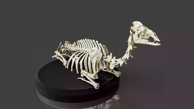 Realistic Rest Camel Skeleton 3D model