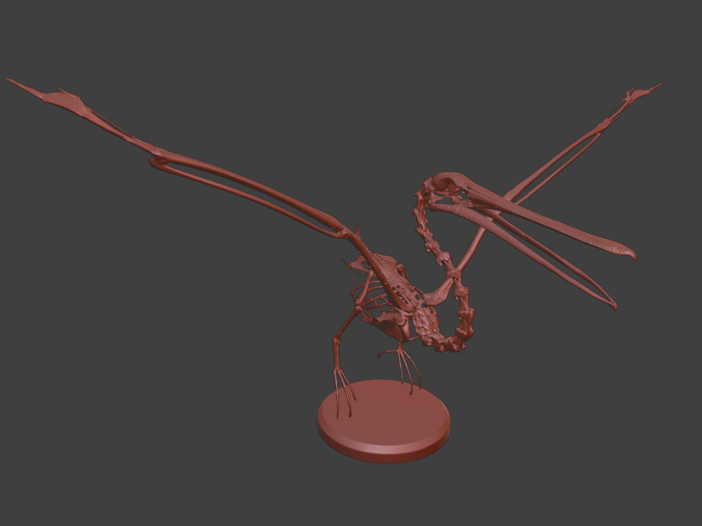 Silver Pelican Skeleton for Art Project 3D model_6